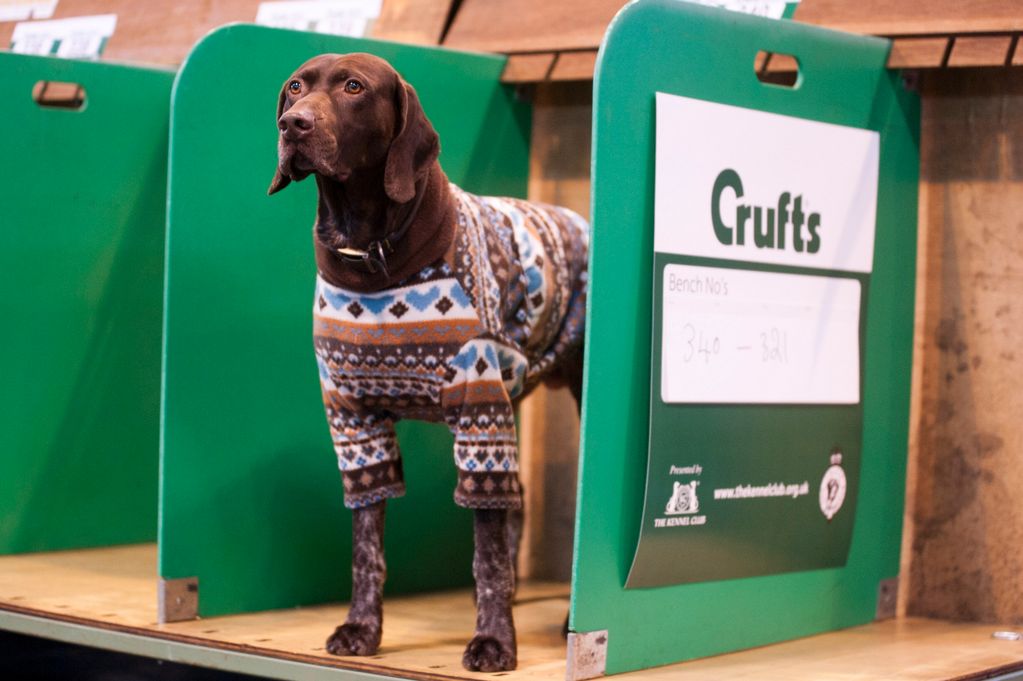Crufts: harmless entertainment or cruel beauty pageant?